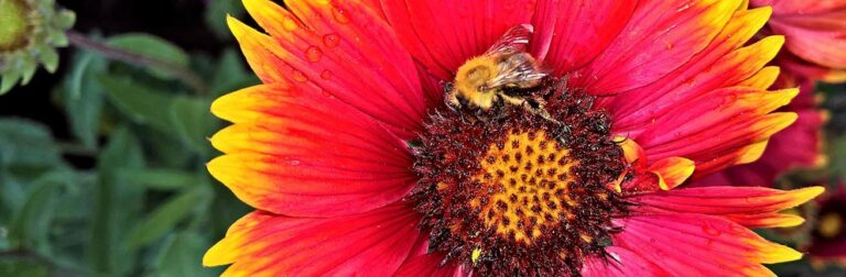 Bienenfreundliche Beetplanung von Beds4Bees
